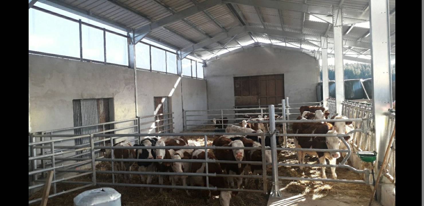MR. Roche - stall building for cattle