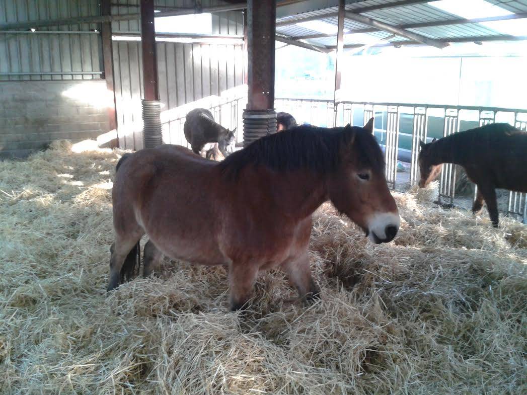 MR. Bresson's testimony - equestrian building in France